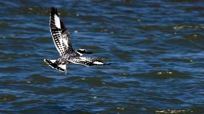 Alaca yalıçapkını