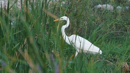 Büyük ak balıkçıl