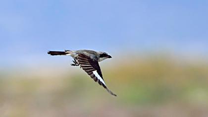 Karaalınlı örümcekkuşu