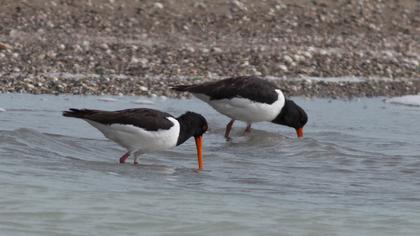 Eurasian Oystercatcher