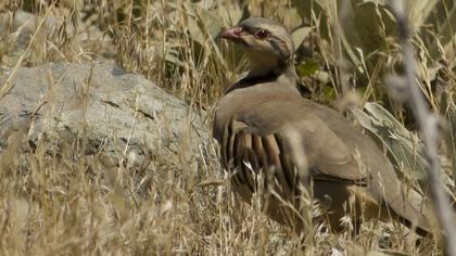 Chukar Partridge