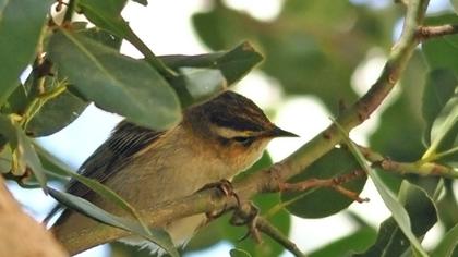 Kındıra kamışçını