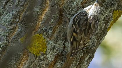 Bahçe tırmaşıkkuşu