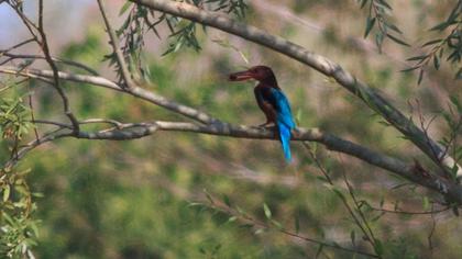 İzmir yalıçapkını
