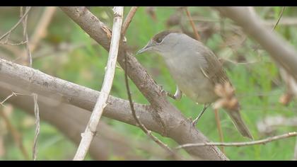 Karabaşlı ötleğen