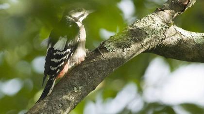 Orman alaca ağaçkakanı