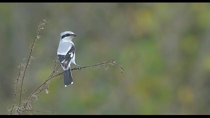 Büyük örümcekkuşu