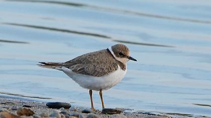 Halkalı küçük cılıbıt