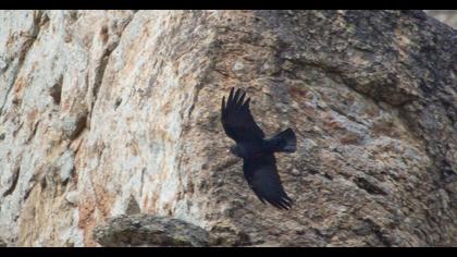 Kırmızıgagalı dağ kargası