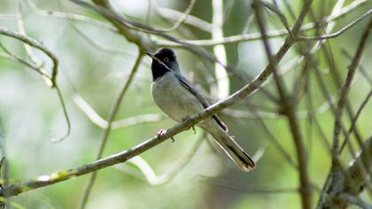 Karaboğazlı ötleğen
