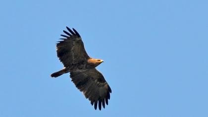 Küçük orman kartalı