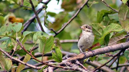Kızılsırtlı örümcekkuşu