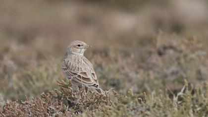 Türkistan çorak toygarı