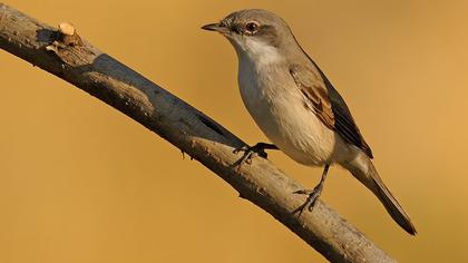 Küçük akgerdanlı ötleğen