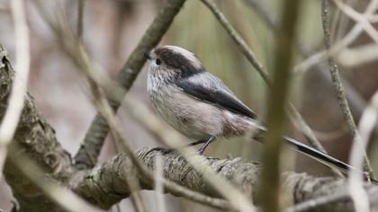 Uzunkuyruklu baştankara