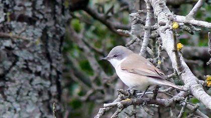 Küçük akgerdanlı ötleğen