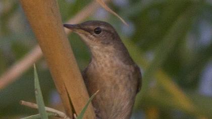 Bataklık kamışçını
