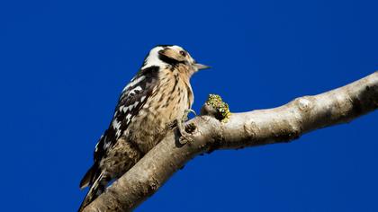 Küçük ağaçkakan