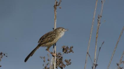 Dikkuyruklu ötleğen