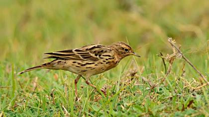 Kızılgerdanlı incirkuşu