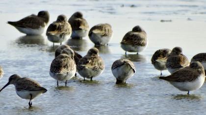 Karakarınlı kumkuşu