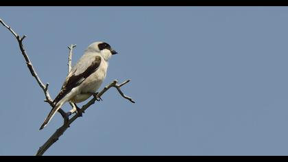 Karaalınlı örümcekkuşu