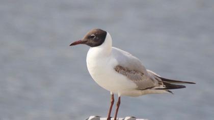 Black-headed Gull