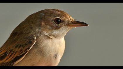 Akgerdanlı ötleğen