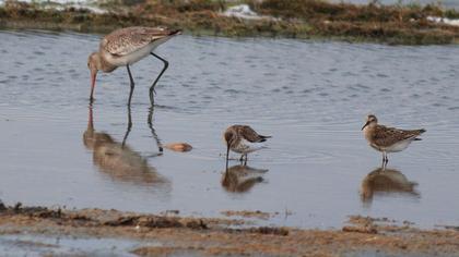 Karakarınlı kumkuşu