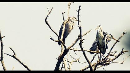 Grey Heron