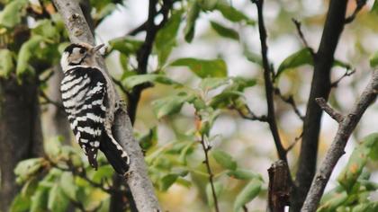 Küçük ağaçkakan