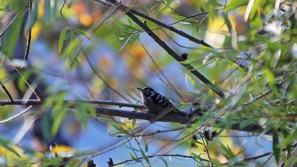 Küçük ağaçkakan