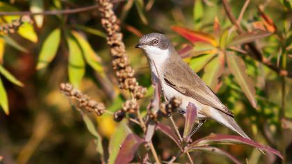 Küçük akgerdanlı ötleğen