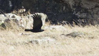 Kırmızıgagalı dağ kargası