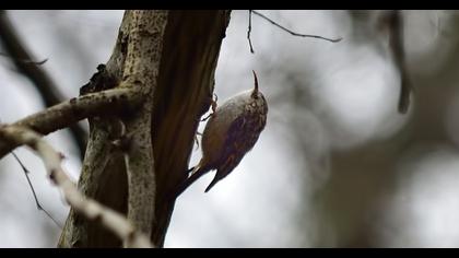 Bahçe tırmaşıkkuşu