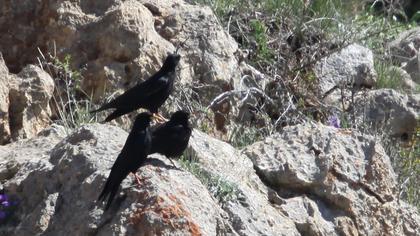 Sarıgagalı dağ kargası