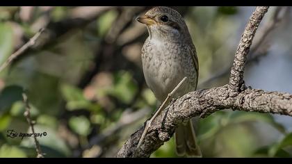 Kızılsırtlı örümcekkuşu