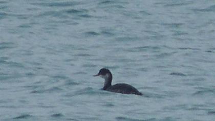 Karaboyunlu batağan