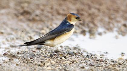 Kızıl kırlangıç