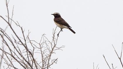 Kıbrıs kuyrukkakanı
