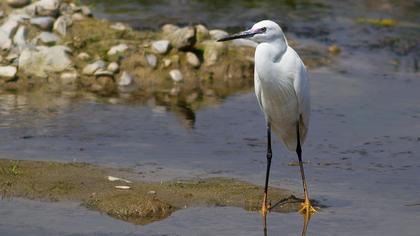Küçük ak balıkçıl