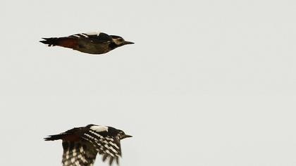 Orman alaca ağaçkakanı