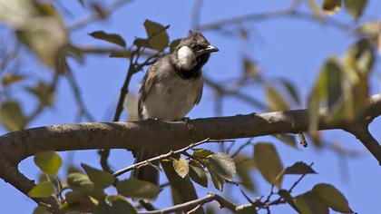 Akyanaklı arapbülbülü