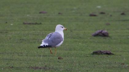 Van gölü martısı