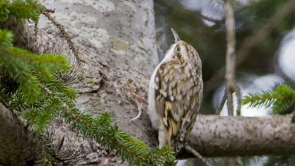 Orman tırmaşıkkuşu