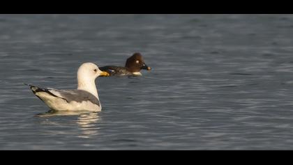 Küçük gümüş martı