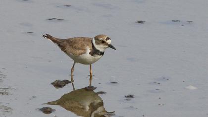 Halkalı küçük cılıbıt