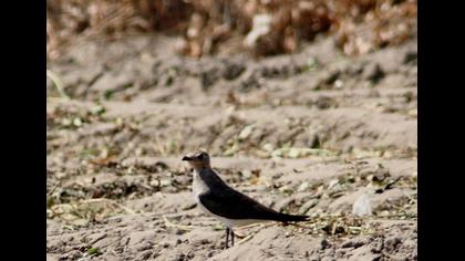 Bataklıkkırlangıcı