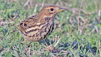 Kızılgerdanlı incirkuşu