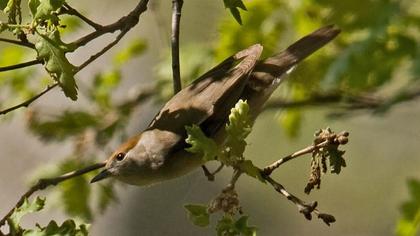 Karabaşlı ötleğen